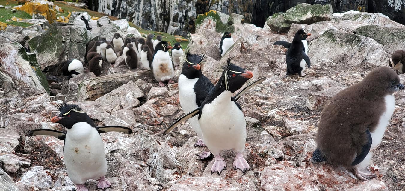 Rockhopper Penguins in Falkland Islands