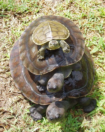 Turtle on turtle on turtle